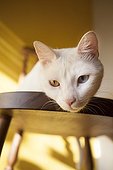 Portrait of white cat with odd eyes - Brazil ; Heterochromia