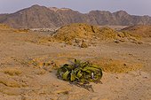 Welwitschia - Namib Desert Namibia 