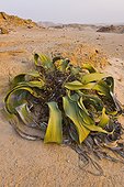 Welwitschia - Namib Desert Namibia 