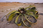 Welwitschia - Namib Desert Namibia 