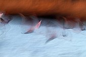 Rosy Greater Flamingos flying in winter - Camargue France 