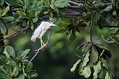Black-crowned night-heron on a branch - Indonesia