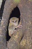 Western Tarsier on a tree trunk - PN Tangkoko Indonesia 