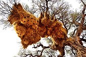 Sociable Weaver nests on a tree - Namibia 