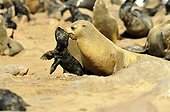 Cape Fur Seal carrying his young - Namibia 