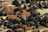 Cape Fur Seal colony on shore - Namibia 