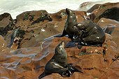 Cape Fur Seal on rocks - Namibia 