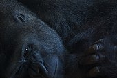 Portrait of Western Lowland Gorilla 
