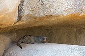 Banded Mongoose on rock