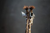 Portrait of Rothschild's Giraffe 