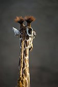 Portrait of Rothschild's Giraffe 