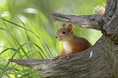 Eurasian Red Squirrel looks out from behind a pine stump