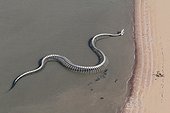 The 'Snake ocean' - France Loire Estuary ; work of artist Huang Yong Ping, Snake ocean is a monumental sculpture in aluminum, long total of 130 m 