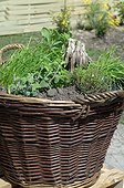 Aromatic plants garden in a basket