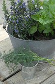 Aromatic plants garden in a basine