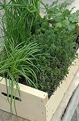 Aromatic plants in a tray