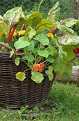 Nasturtium in bloom and beet in a basket