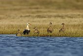 King Eider breeding male with females on bank - Alaska