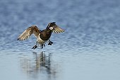Long-tailed Duck breeding male landing on arctic pond-Alaska