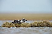 Pacific Loon breeding female on nest - Alaska