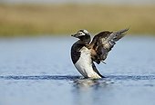 Long-tailed Duck breeding male wing-flapping - Alaska