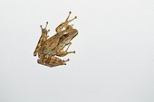 Asian Brown Treefrog on a white wall - Bali Indonésia