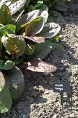 GArden sorrel in a kitchen garden