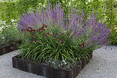 Sage flowerbed at Jardins fruitiers de Laquenexy ; Le jardin des fleurs à croquer 
