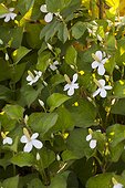 Chameleon plant at Jardins fruitiers de Laquenexy ; Le potager d'un curieux