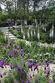 French lavender and Eremurus in bloom in a garden
