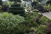 Hakone grass 'Alboaurea' and box topiary in a garden