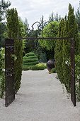 Yew 'Fastigiata Robusta' at a garden entrance