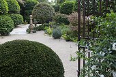 Holly 'Rubricaulis Aurea' at a garden entrance ; Japanese maple 'Shiraz'