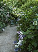 Hydrangeas in bloom on garden path sides