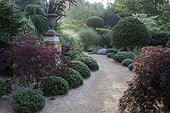 Japanese maples and hebes on garden path sides