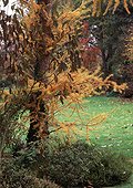 Mélèze d'Europe dans un jardin en automne
