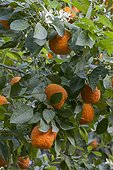Orange tree in bloom and fruit in a garden