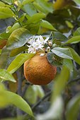 Orange tree in bloom and fruit in a garden