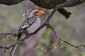 Southern Yellow-billed Hornbill - Kruger NP South Africa