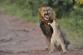 Lion mating - Botswana 