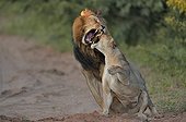 Lion mating - Botswana 