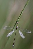 Small Emerald Damselfly at rest at dawn - Aquitaine France ; Gironde moor 