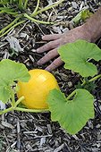 Squash with mulch of ramial chipped wood - RCW in a garden