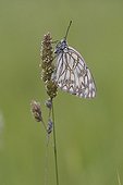 Marbled White butterfly on a grass - France