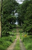 Path Tronçais forest - Limousin France 