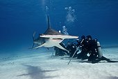 Great Hammerhead Shark and divers on sandy bottom - Bahamas