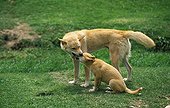 Dingo - Australia ; Dingo femelle et son petit - Australie