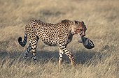 Cheetah - Kenya ; Guépard adulte avec une casquette de touriste dans la gueule - Masaï Mara au Kenya