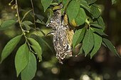 Variable Sunbird - Kenya ; Souimanga à ventre jaune femelle dans le nid - Kenya