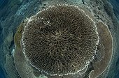 Hard coral garden on reef - Moluccus  Banda Sea  Indonesia ; Hard coral garden that has grown in the last twenty years after being destroyed by a volcano, in Banda Neira,